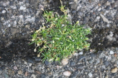 Sagina procumbens
