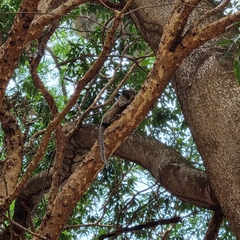 Callithrix penicillata