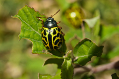 Calligrapha polyspila