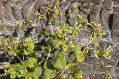 Nicotiana alata