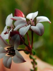 Adenandra marginata