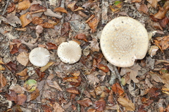 Amanita rubescens