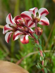 Adenandra marginata