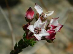 Adenandra marginata