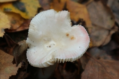 Russula betularum