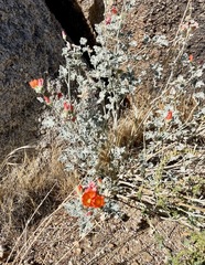 Sphaeralcea ambigua