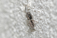 Menemerus taeniatus