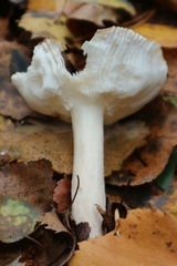 Russula betularum
