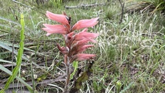 Sacoila lanceolata
