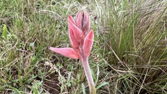 Sacoila lanceolata