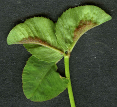 Dasineura trifolii