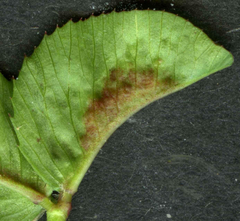 Dasineura trifolii