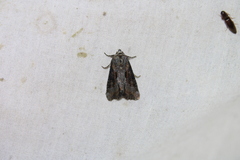 Lateroligia ophiogramma