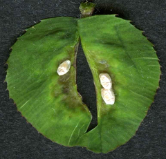 Dasineura trifolii