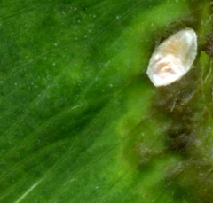 Dasineura trifolii