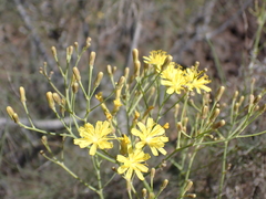 Sonchus capillaris