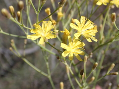 Sonchus capillaris
