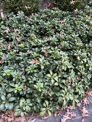 Pachysandra terminalis