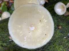 Mucidula