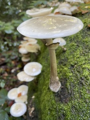 Mucidula