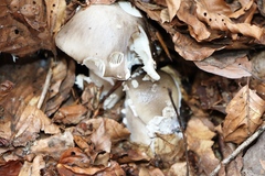 Amanita excelsa