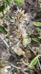 Gomphrenoideae