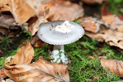 Amanita excelsa