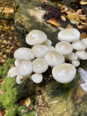 Mucidula