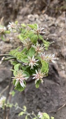 Gomphrenoideae