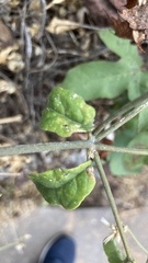 Gomphrenoideae
