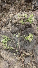 Gomphrenoideae