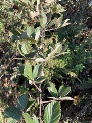 Rubus cuneifolius