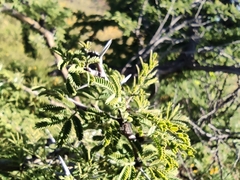 Vachellia schaffneri