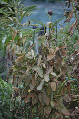 Uromyces viciae-fabae viciae-fabae