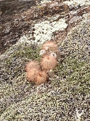 Echinocereus reichenbachii baileyi