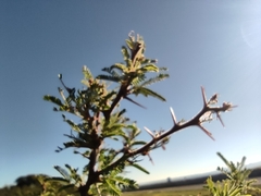 Vachellia schaffneri