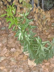 Prunus amygdalus