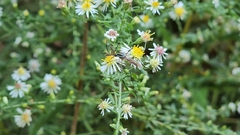 Toxorhynchites rutilus