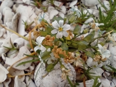 Zephyra