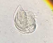 Spirotrichea