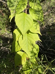 Celastrus orbiculatus