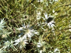 Eryngium heterophyllum