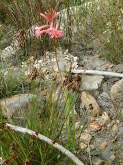 Watsonia tabularis