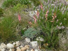 Watsonia tabularis