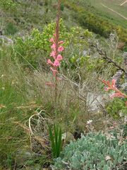 Watsonia tabularis