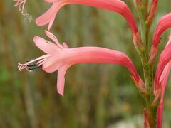 Watsonia tabularis