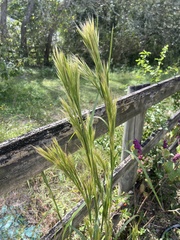 Andropogon glomeratus