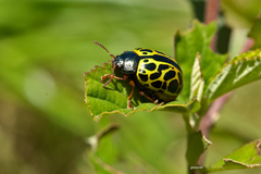 Calligrapha polyspila