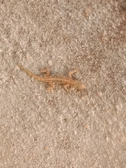 Cnemaspis mysoriensis