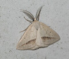 Lychnosea intermicata